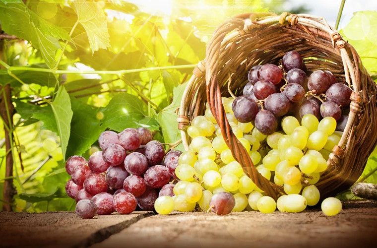 Молдова резко увеличила экспорт винограда в страны ЕС