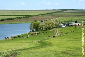 Partea medie a lacului de acumulare Maramonovca de pe rîul Cubolta