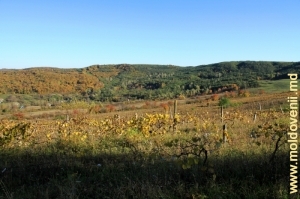 Осенний пейзаж между селами Нишкань и Рэчула, Кэлэраш