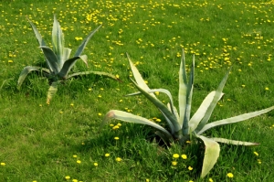 Весенний газон парка Дендрариум