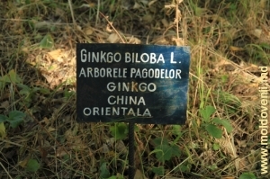 Гингко Билоба, восточный Китай