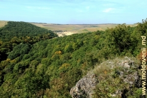 Долина реки Драгиште, поросшая лесом, в центральной части заповедника («Молдавская Швейцария», со слов местных жителей)