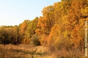 Pădurea de lîngă satul Bahmut, Călăraşi - toamna