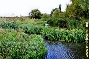 Rîul Ciuhur în apropiere de satul Ruseni, Edineţ