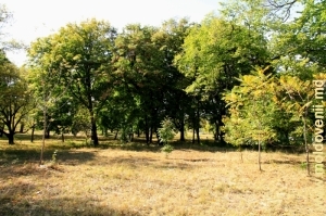 Верхняя часть парка Милешть