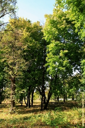 Осень в парке Милешть