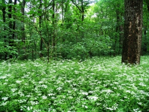 Цветущий лес в долине Цапли, Глодень