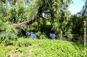 Река Куболта в селе Плоп