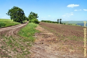 Дорога в полях Дондюшенского р-на