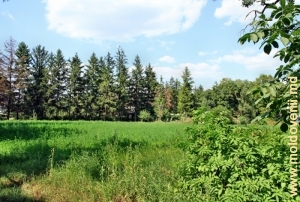 Вид на хвойную аллею через поле