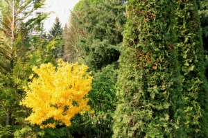 Весна в Ботаническом саду, Кишинев