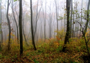 Осенний лес в заповеднике "Кодры", Орхей