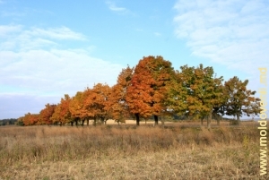 Придорожный пейзаж осенью, Ниспоренский район