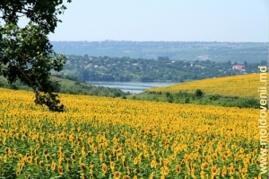 Vedere spre lacul de acumulare în aproperea satului Molovata Veche printre cîmpuri