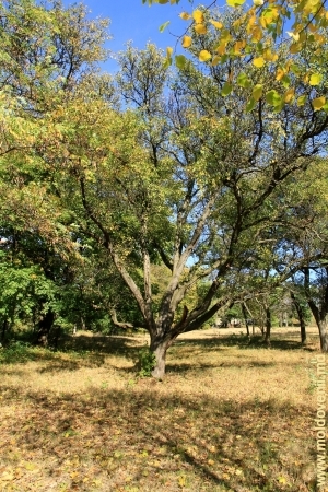 Экзотическое дерево в парке Милешть