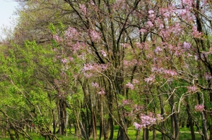 Цветущие деревья в парке