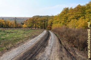 Дорога вдоль леса в Оргеевском районе
