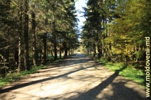Сосновая аллея в лесу под селом Садова, Кэлэраш